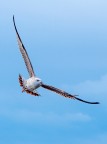 seagull seagull