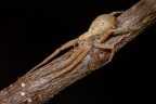 Philodromidae Philodromidae