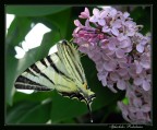 Iphiclides Podalirius Iphiclides Podalirius