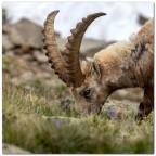 Stambecco val Camonica