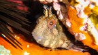 Parablennius gattorugine Parablennius gattorugine
