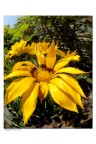Fiore giallo Fiore giallo