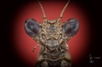 Iris oratoria (Linnaeus, 1758) Iris oratoria (Linnaeus, 1758)
