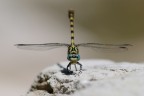 Dragonfly Dragonfly