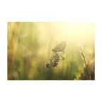 L'odore dell'erba alta al tramonto