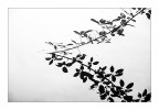 riflessi