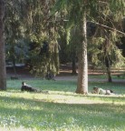 Ecco che oggi pomeriggio mentre facevo le foto nel parco mi sono accorto di una coppietta particolarmente appassionata. Ad un certo punto, un inquieto passante che si aggirava nel parco desolato si � fermato a circa 3-4 metri dalla coppietta..
Poi, visto che nessuno se ne accorgeva, si � seduto a godersi lo spettacolo...
E un attento osservatore con la sua digitale ha ripreso la scena...