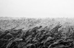 Pianura in tempesta Pianura in tempesta