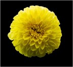 Dalia Dalia
