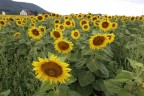 Girasoli Girasoli