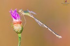 Lestes barbarus... Lestes barbarus...
