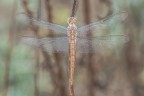 Macro_Imperator_Ago2023_1 Macro_Imperator_Ago2023_1
