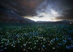 Notte floreale Notte floreale