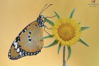 Danaus chrysippus... Danaus chrysippus...