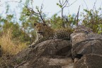 leopardo leopardo