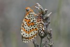 Melitaea appena sfarfallata