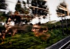 verso casa... verso casa...