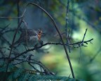 Piccolo predatore Piccolo predatore