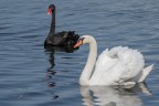 Cigni_il-bianco-e-il-nero_DSC08952