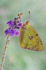 Colias-croceus_DSC08443 Colias-croceus_DSC08443