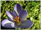 Fiore viola Fiore viola