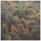 Quadrato autunnale