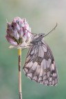 Melanargia-russiae_DSC08457 Melanargia-russiae_DSC08457