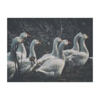 Va ora in onda "Il Grande Fratello"