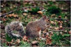 Autunno Autunno