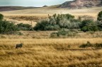 Oryx Oryx