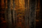 in to the Wood in to the Wood