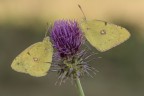 Macro_Ago2023_11_1 Macro_Ago2023_11_1