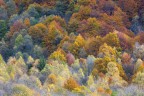 I colori dell'autunno I colori dell'autunno
