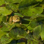 Chi mi d� un bacio?