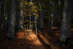 un raggio di sole un raggio di sole