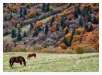 Al pascolo autunnale Al pascolo autunnale