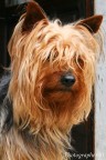 Chicco Chicco