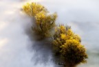 Yellow Yellow