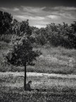 personal tree personal tree
