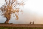 fotografando la nebbia fotografando la nebbia