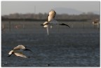 Ibis sacri Ibis sacri