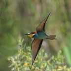 Gruccione-in-virata_DSC6827