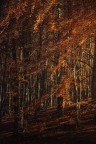 Nel Bosco Dorato Nel Bosco Dorato