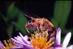 Ape su fiore Ape su fiore