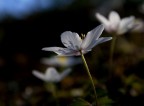 anemone di bosco anemone di bosco