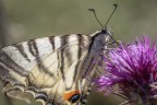 Podalirio_Macro_Ago2023_2 Podalirio_Macro_Ago2023_2