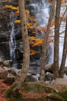 Alberi e cascata Alberi e cascata