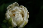 tulipano "principessa d'Olanda" tulipano "principessa d'Olanda"