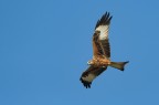 Nibbio reale (Milvus milvus) Nibbio reale (Milvus milvus)