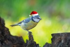 Cinciarella_Cyanistes caeruleus_DSC03721 Cinciarella_Cyanistes caeruleus_DSC03721